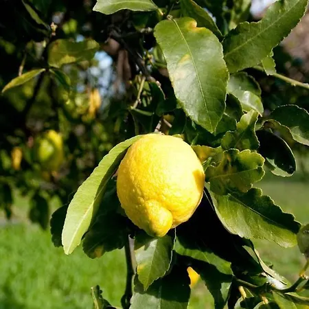 Dei Limoni San Leonardello